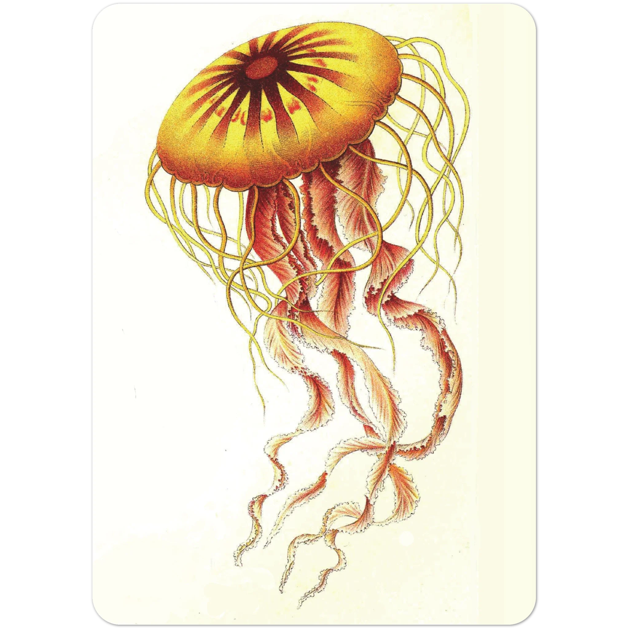 Ernst Haeckel Postcards