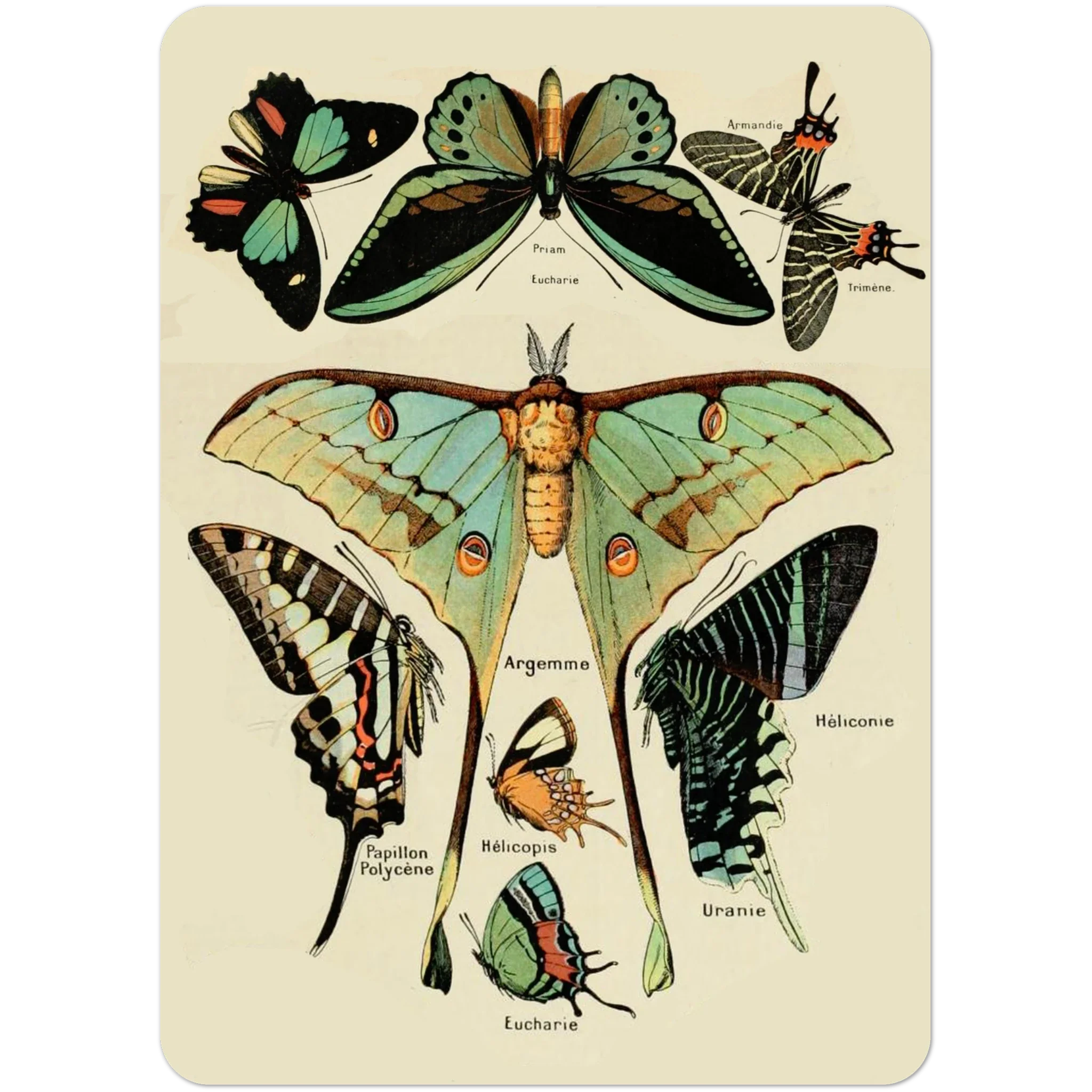 Victorian Flora & Fauna