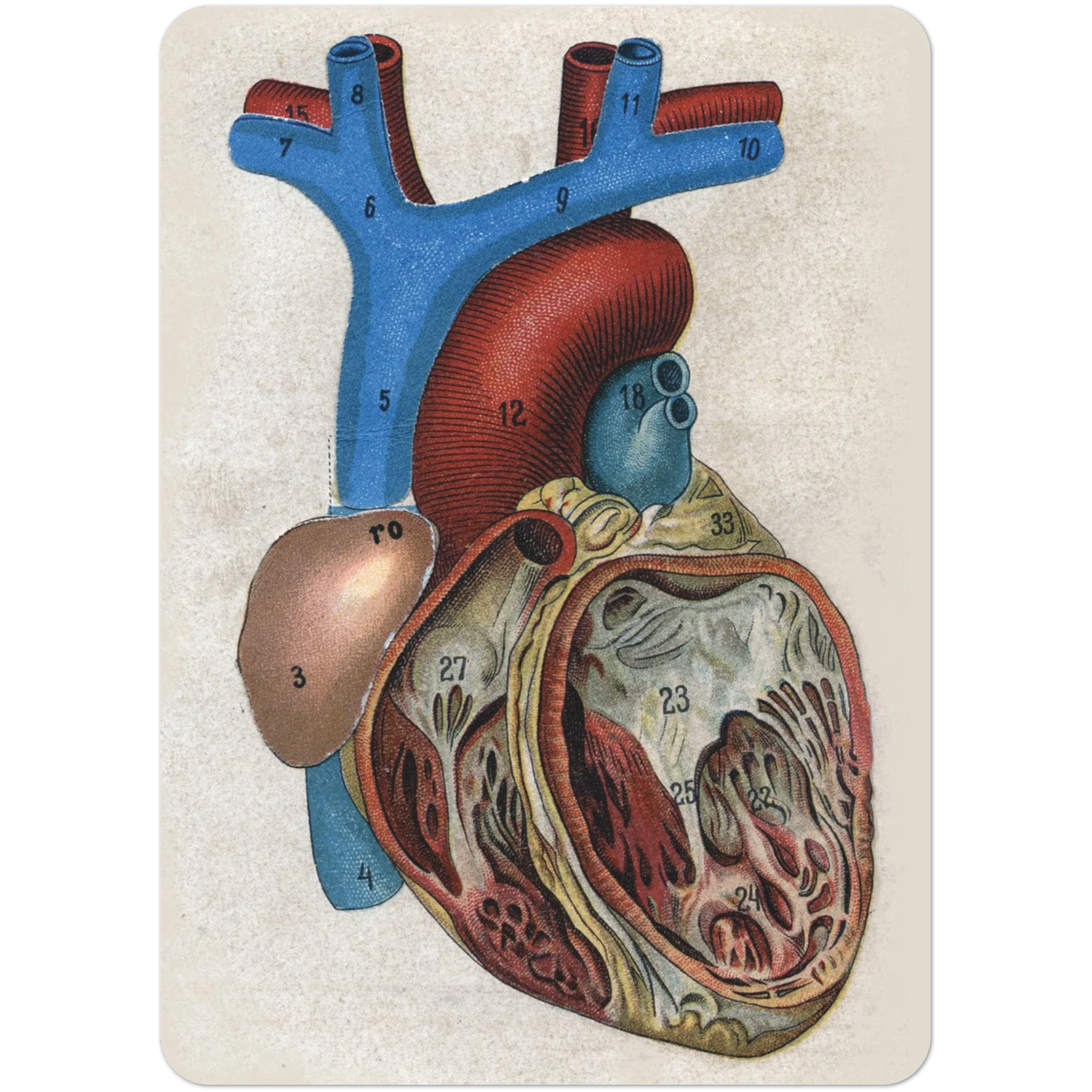 19th Century Anatomy