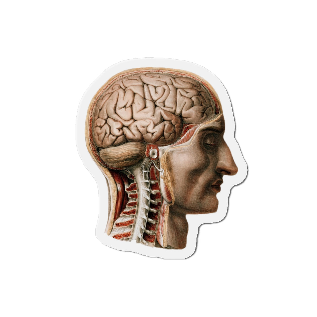 Illustrated Brain magnet (1831)