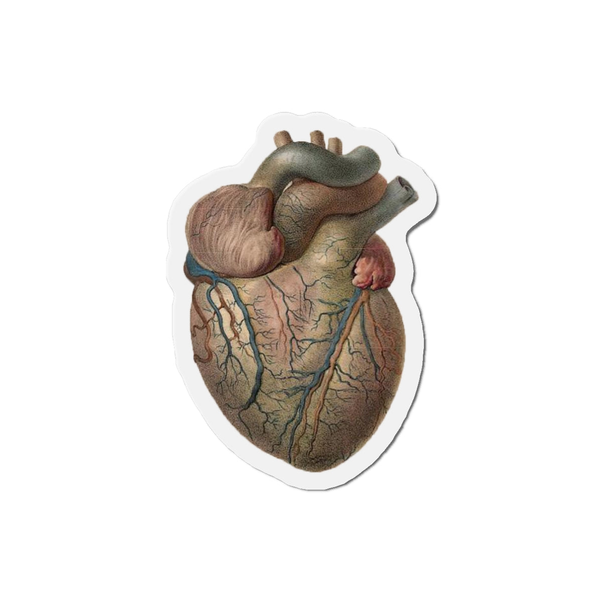Illustrated Heart magnet (1846)