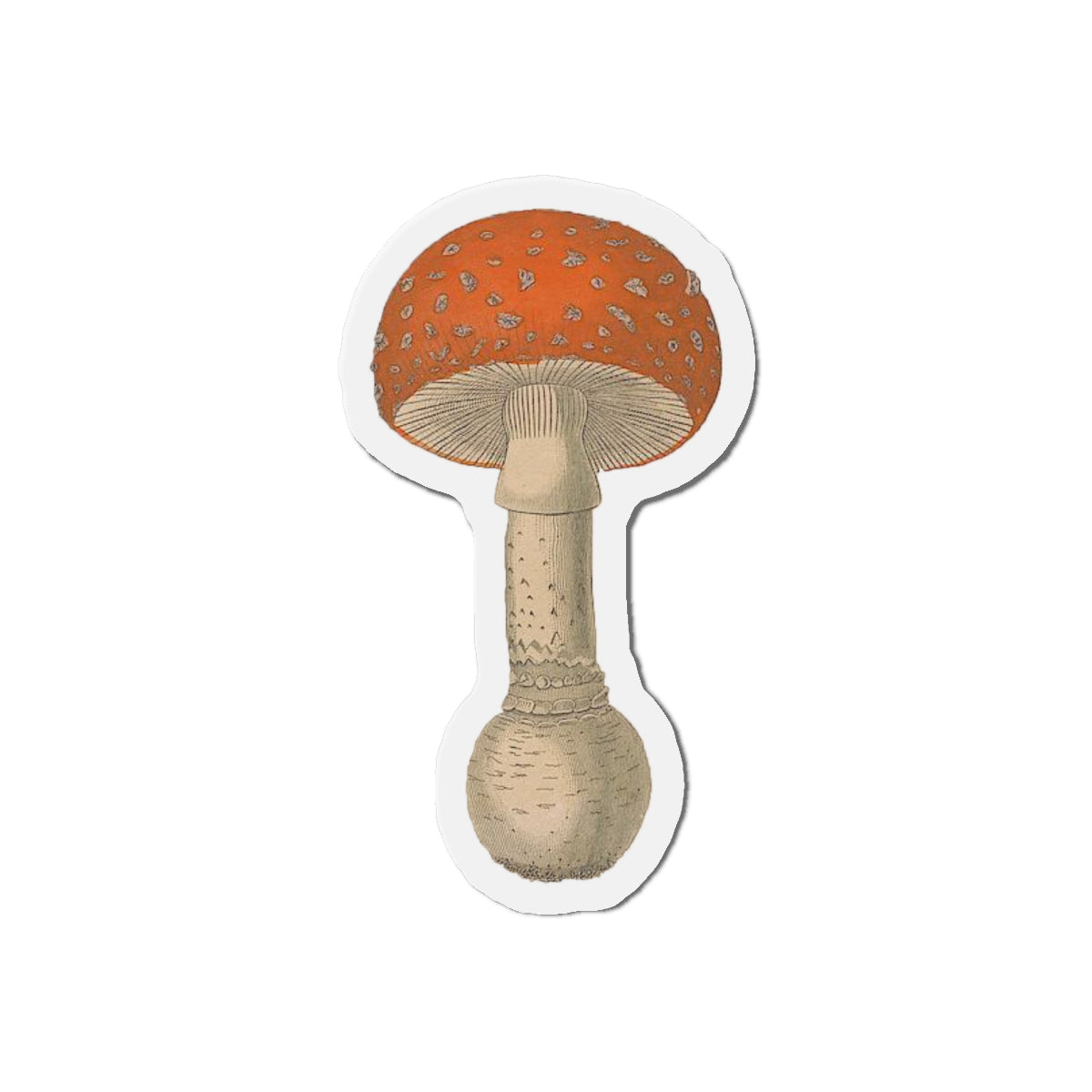Amanita Muscaria Mushroom magnet (1843)