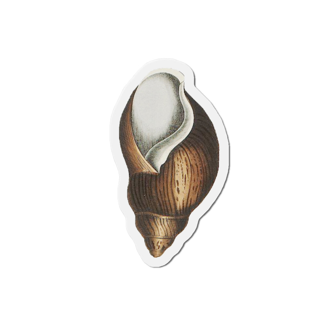 Empty Snail Shell magnet (1843)