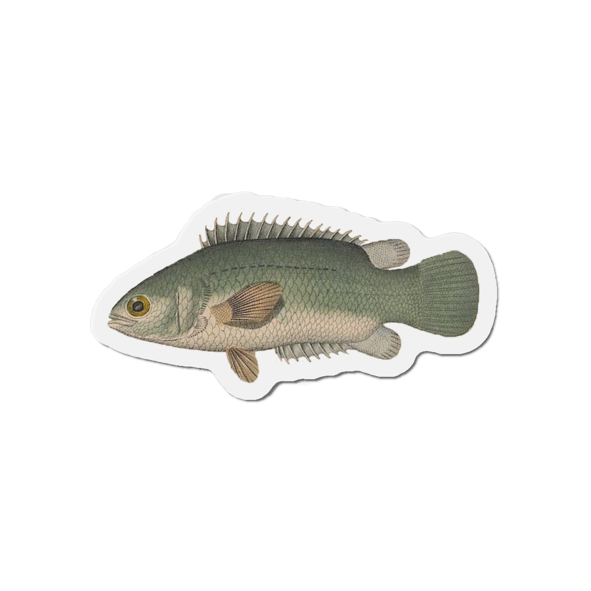 Climbing Perch magnet (1843)