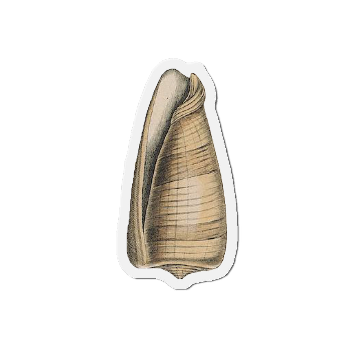 Sea Shell magnet (1843)