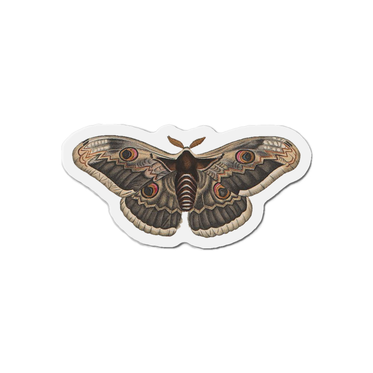 Peacock Moth magnet (1843)