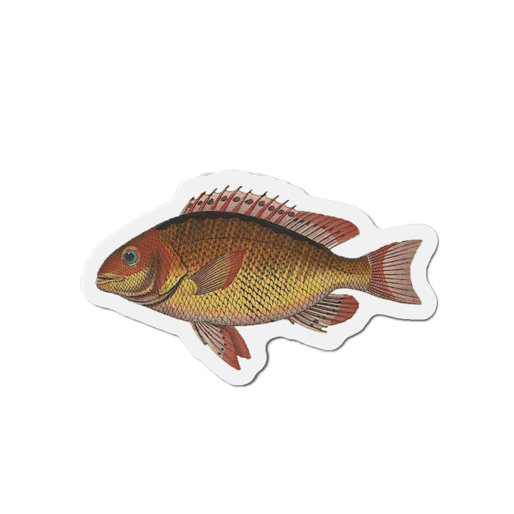 Mangrove Snapper magnet (1843)