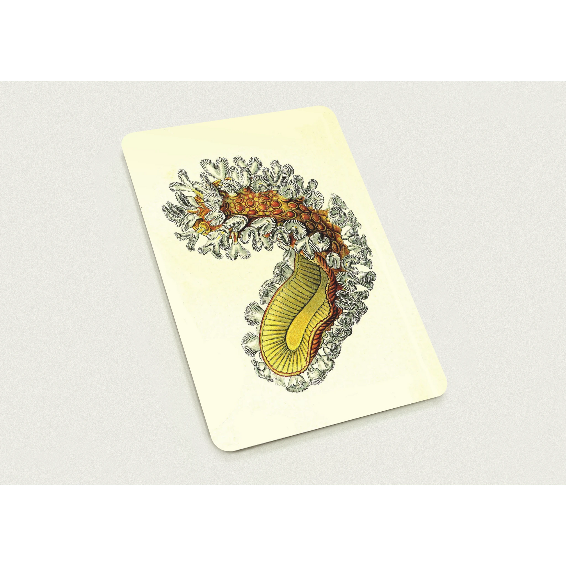 8cfd355f-cc7c-4c41-88c7-a15b67532396