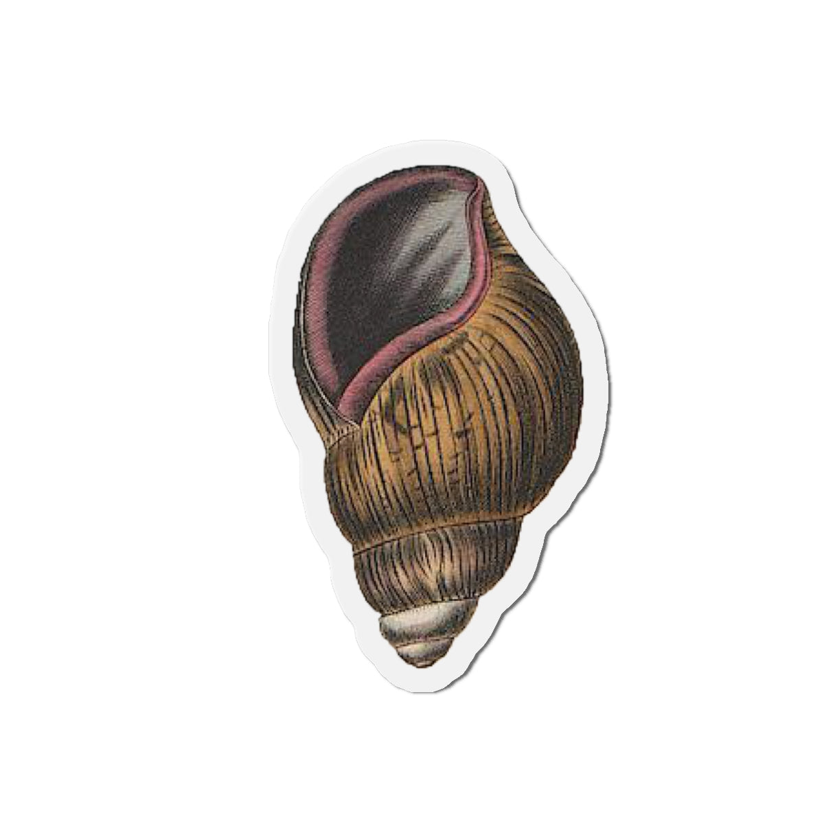Land Snail magnet (1843)