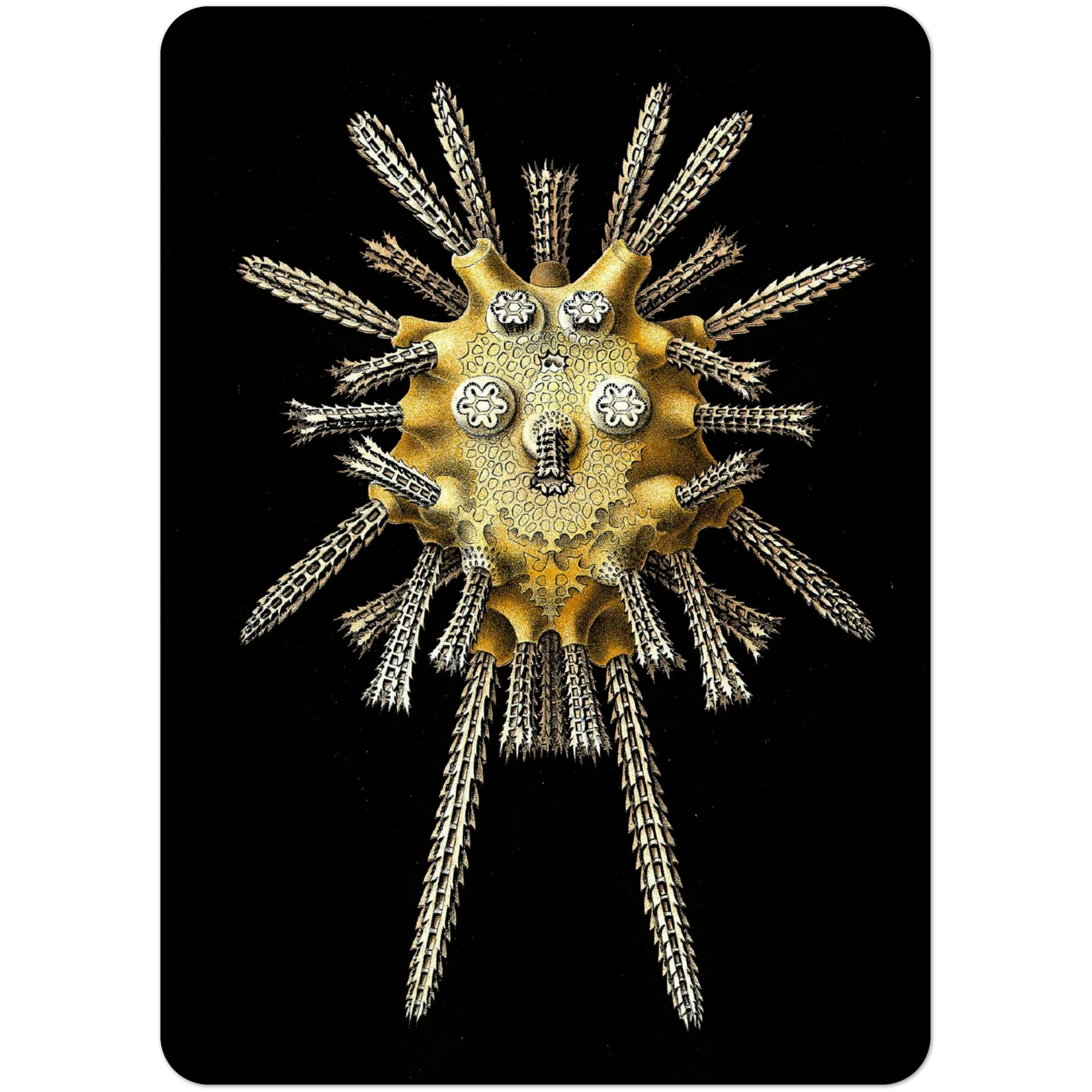 bd70981b-8c7a-42e3-8ece-881cae98db94